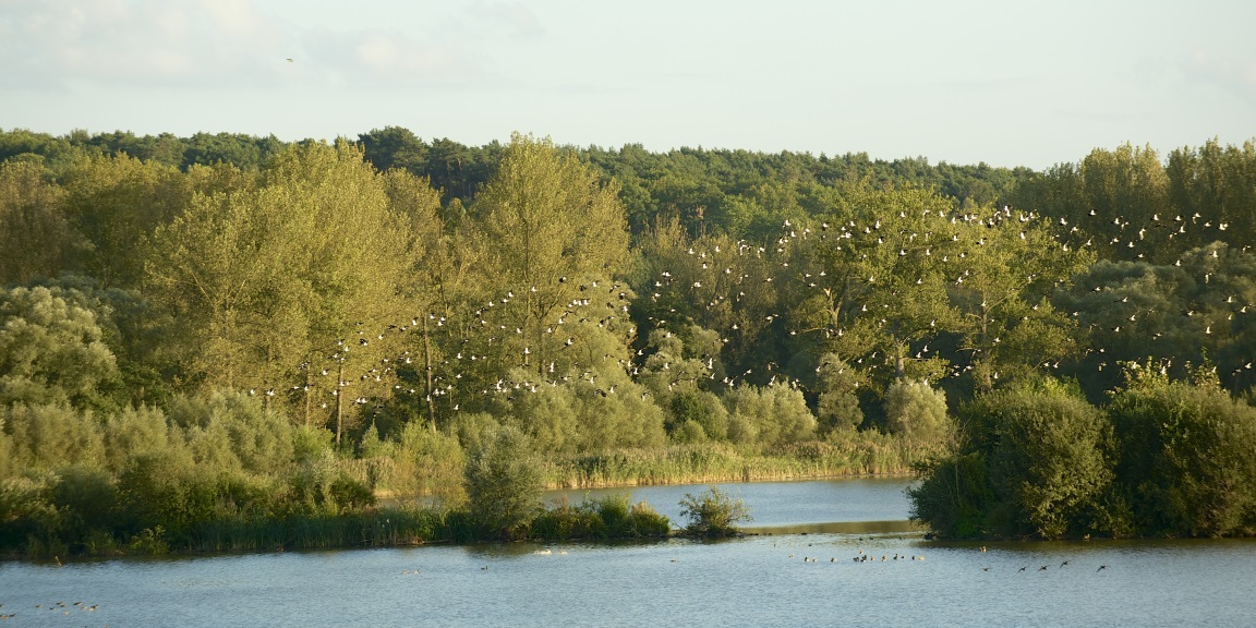 Natuurreservaat Grootbroek - Huldenberg (©Agentschap voor Natuur en Bos – Paul Van Caesbroeck)