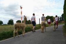 Wandelaars met alpaca's