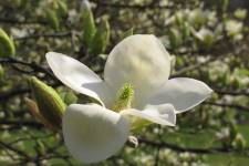 Magnolia (©Arboretum Wespelaar)
