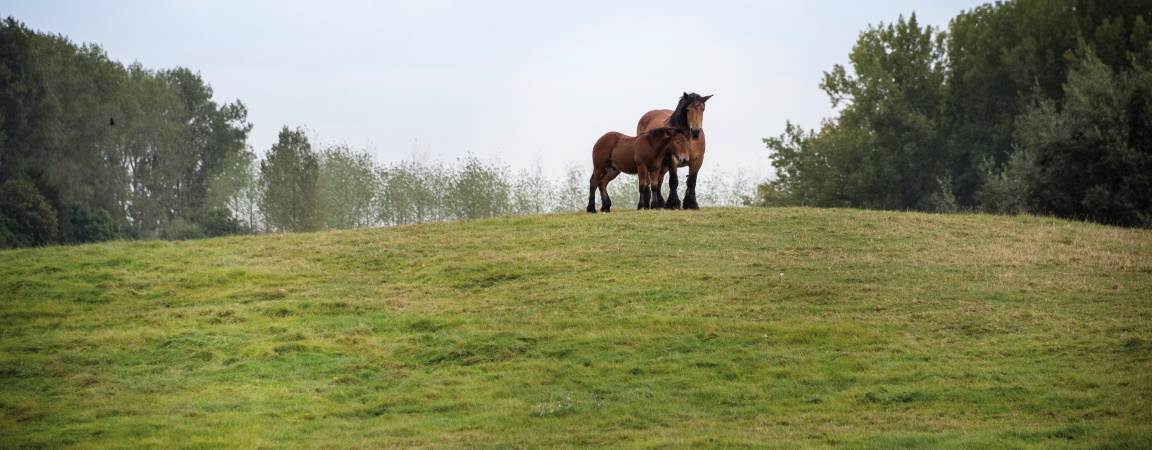 Twee Brabantse trekpaarden op een  veld