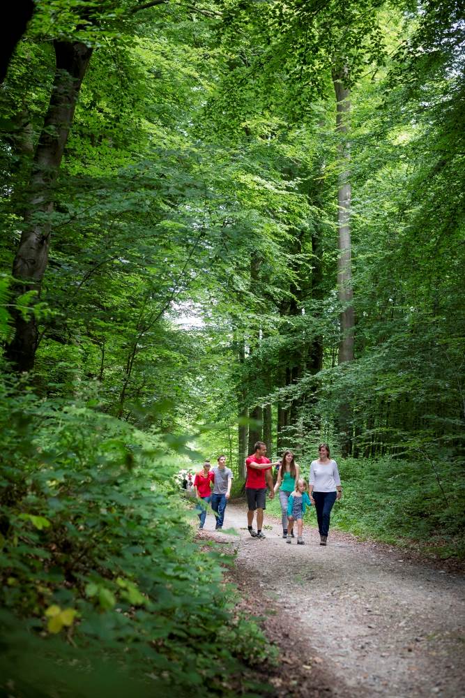 Groep mensen wandelt in het woud