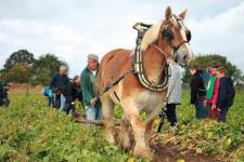 Brabants trekpaard aan het werk in veld