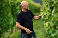 André Dierickx in zijn wijngaard