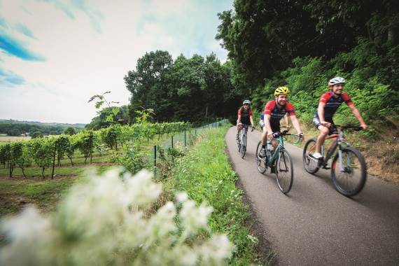 Drie wielertoeristen fietsen langs wijngaarden